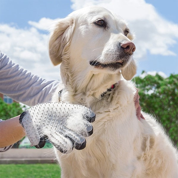 Spazzola e guanto da massaggio per animali domestici